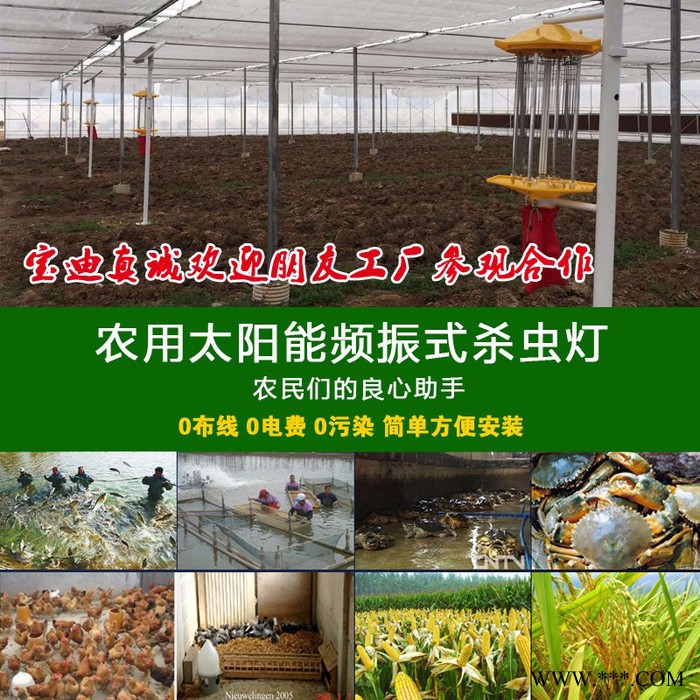 宝迪牌BD-SC01 太阳能杀虫灯厂家，农用果园茶园专用频振式杀虫灯生产厂家图5
