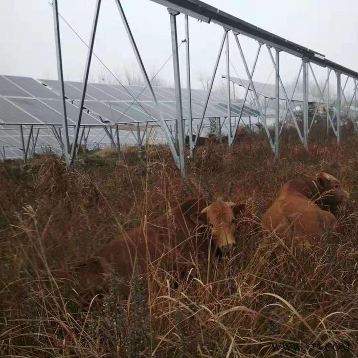 瑞铭达 光伏温室大棚 光伏支架，光伏大棚支架。图4