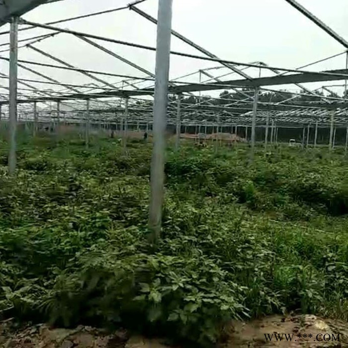 阳光温室 光伏大棚  玻璃光伏大棚图3