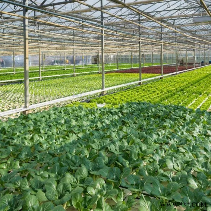 五丰 承建蔬菜大棚 光伏蔬菜大棚  蔬菜大棚厂家图4