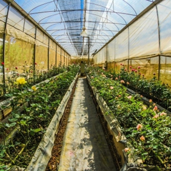 五丰 承建蔬菜大棚 光伏蔬菜大棚  蔬菜大棚厂家图3