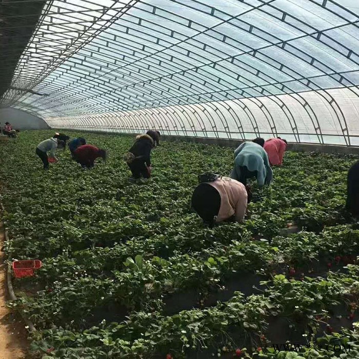 全国可定制安装养殖大棚 养鱼大棚光伏大棚玻璃温室大棚图4
