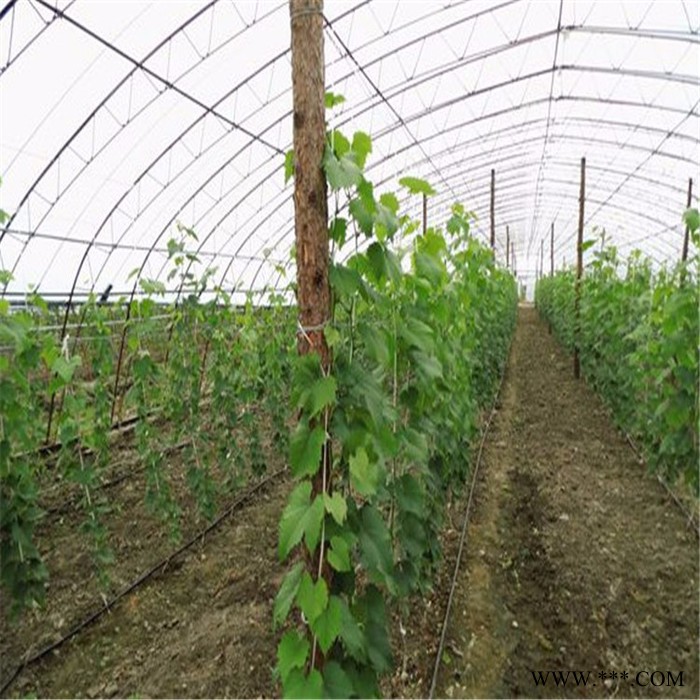 新疆光伏蔬菜大棚浙江金华多肉大棚湖北鄂州养鸭大棚 新型温室大棚 养鸭大棚专用钢管图1